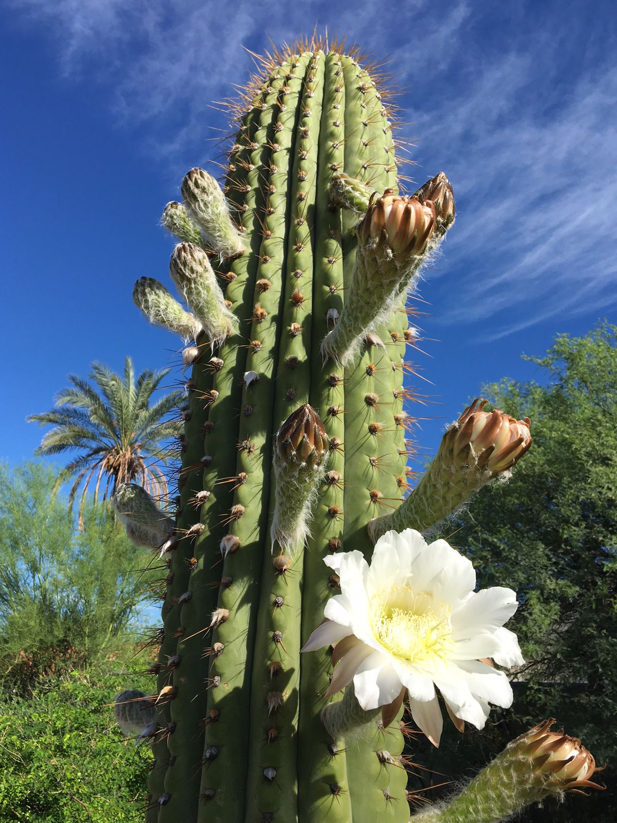 Cardon in bloom